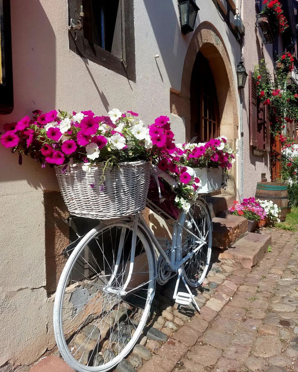 creative methods to admire the charm of petunias 18