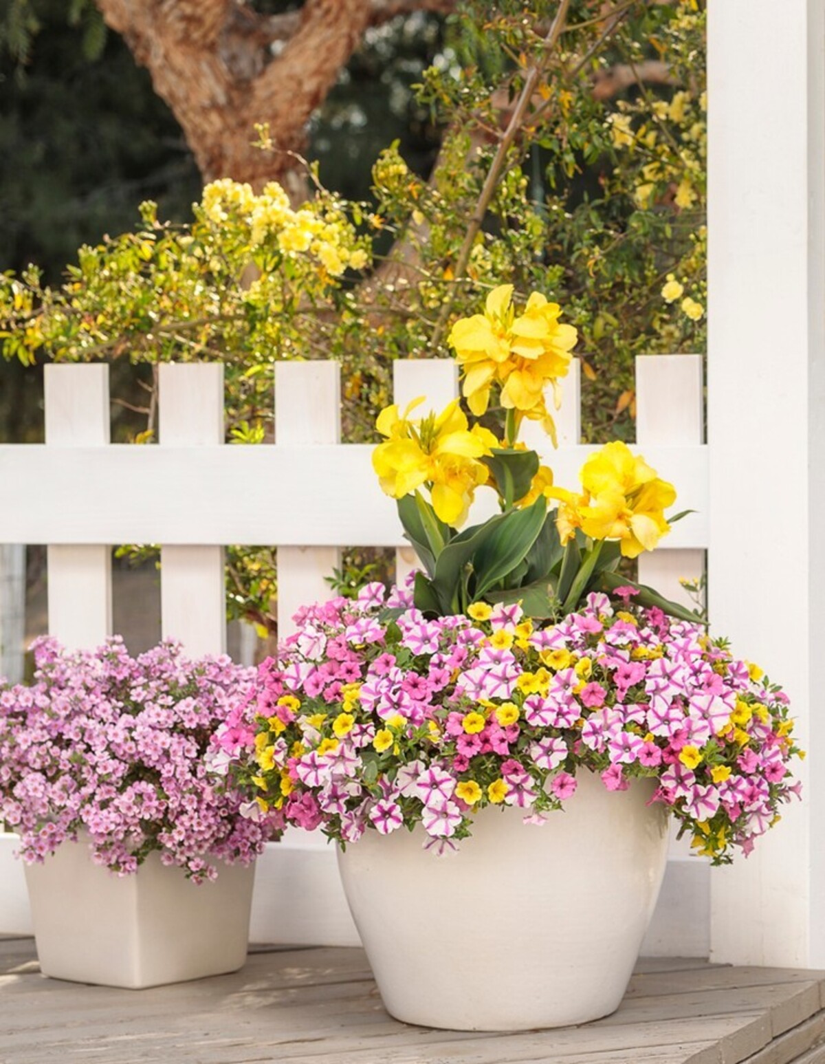 creative methods to admire the charm of petunias 2