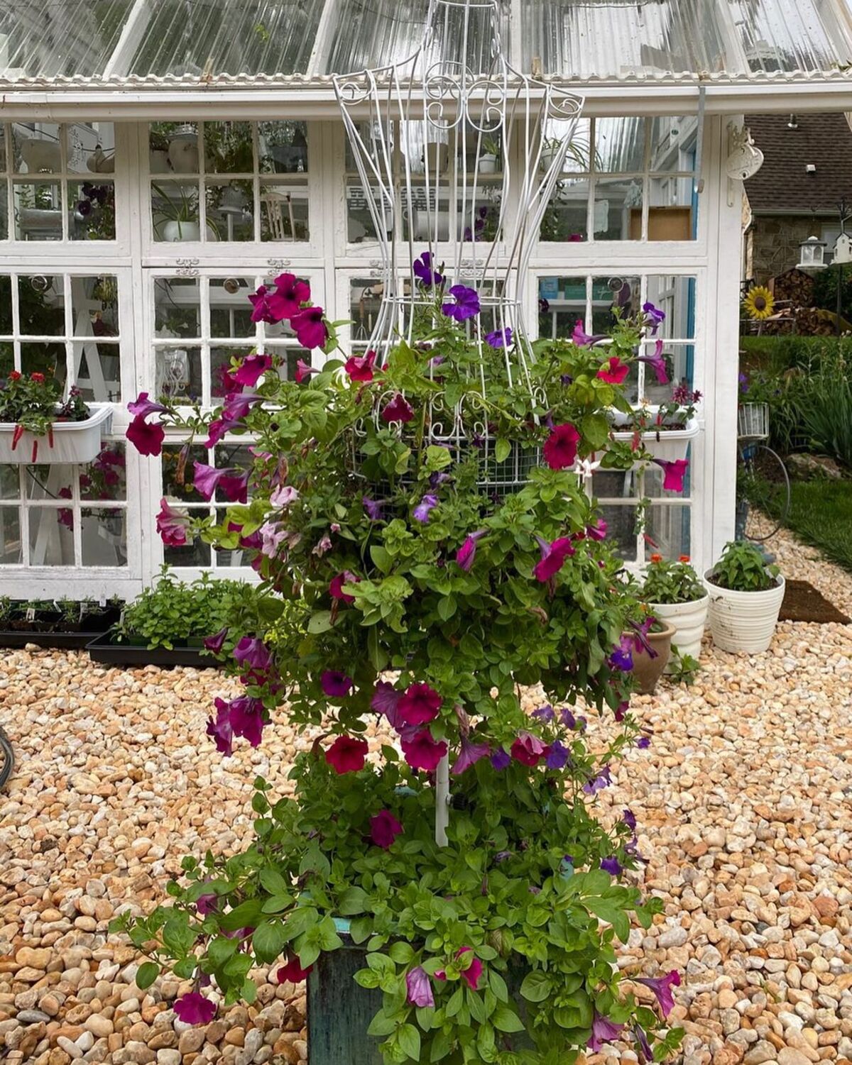 creative methods to admire the charm of petunias 20