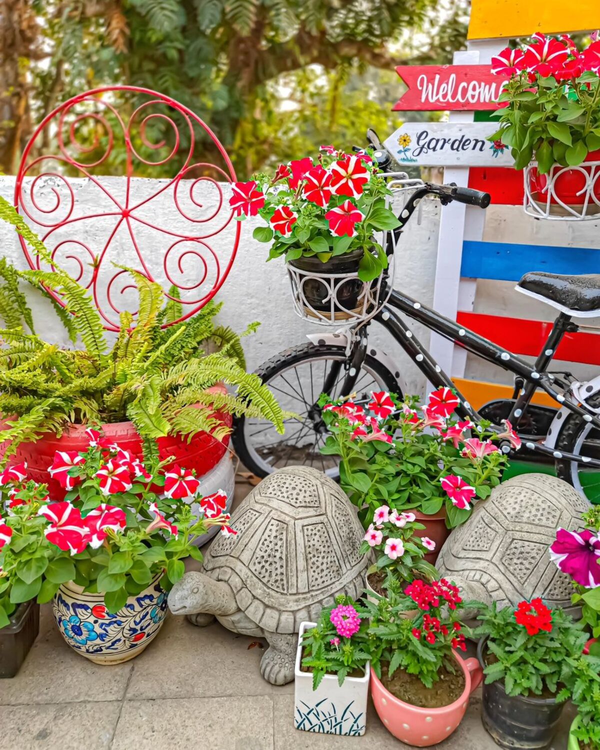 creative methods to admire the charm of petunias 3