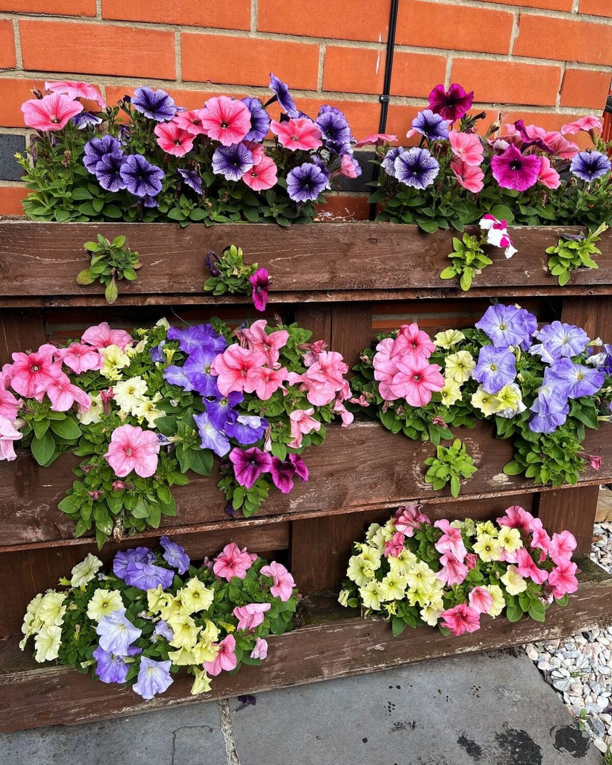 creative methods to admire the charm of petunias 4