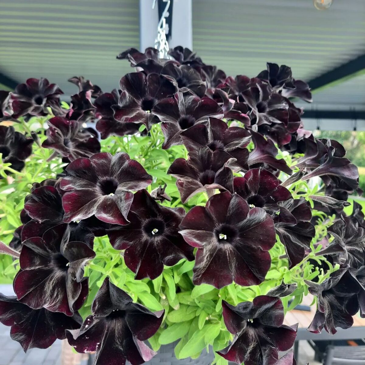 creative methods to admire the charm of petunias 5