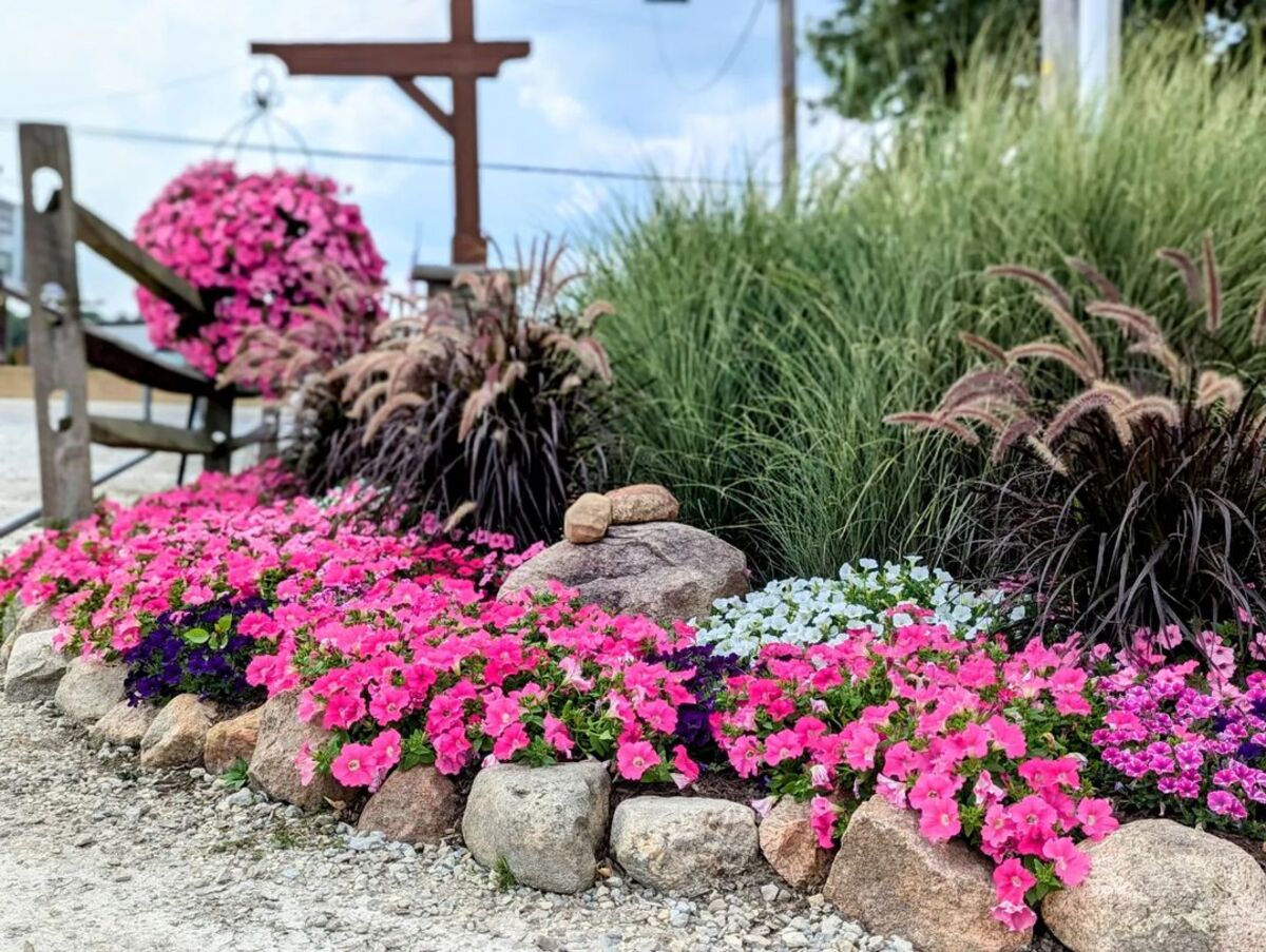 creative methods to admire the charm of petunias 6