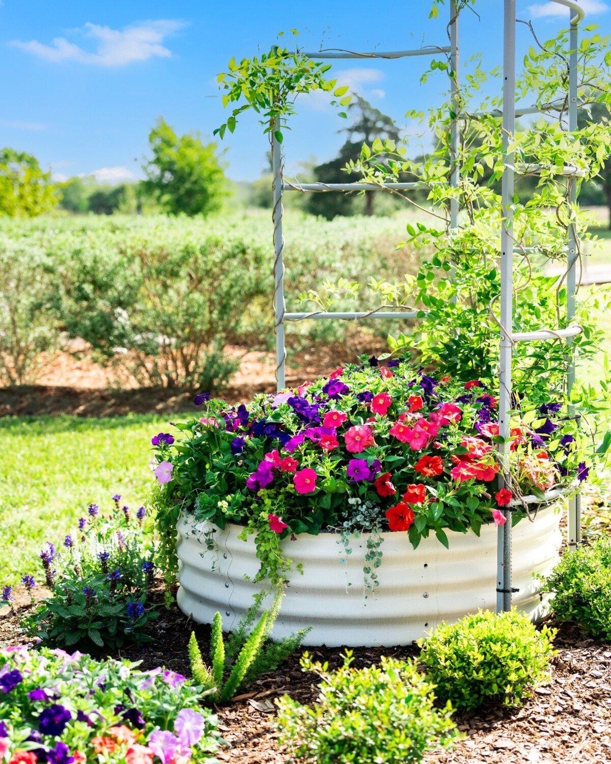 creative methods to admire the charm of petunias 7