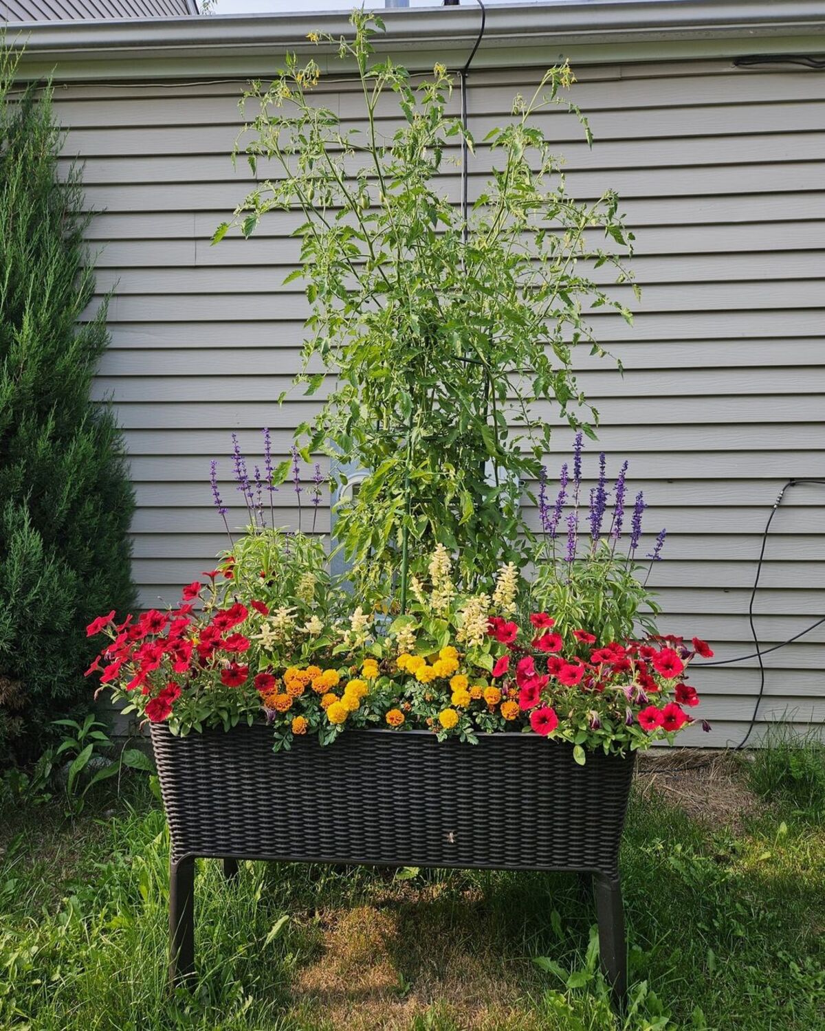creative methods to admire the charm of petunias 8