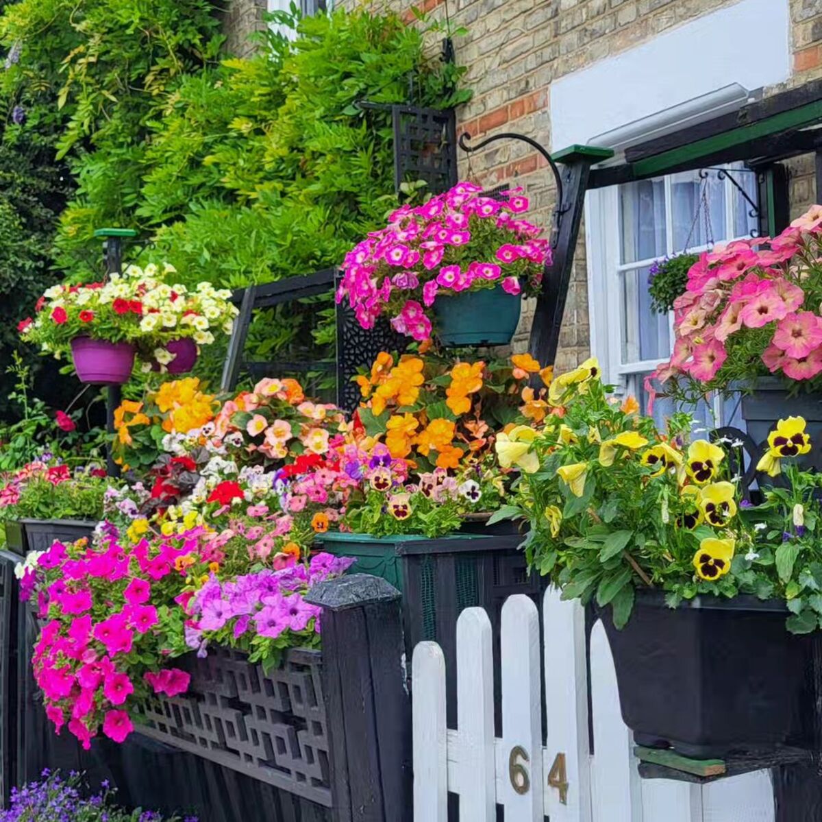 creative methods to admire the charm of petunias 9