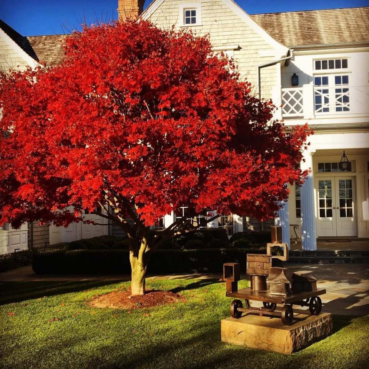 stunning autumn trees 11