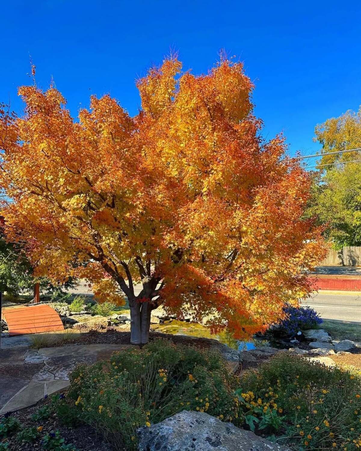 stunning autumn trees 14
