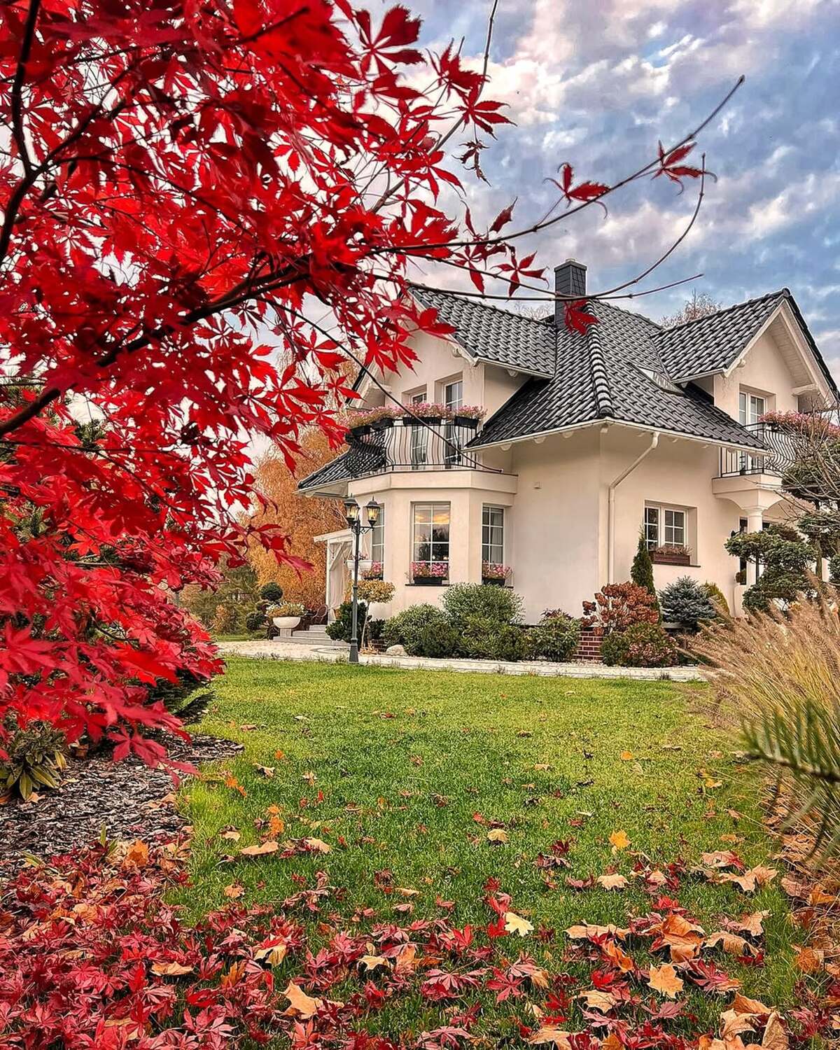 stunning autumn trees 2