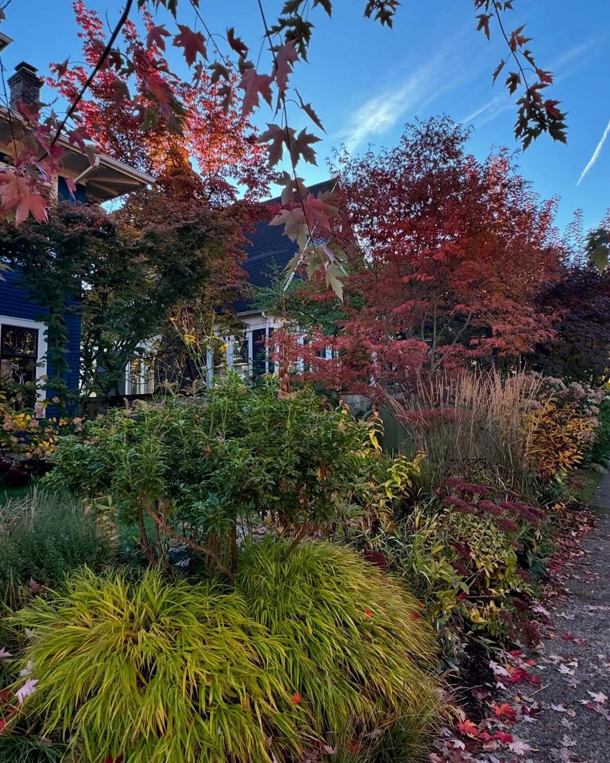 stunning autumn trees 20