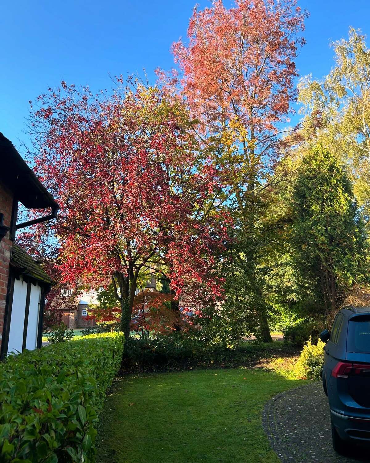 stunning autumn trees 22