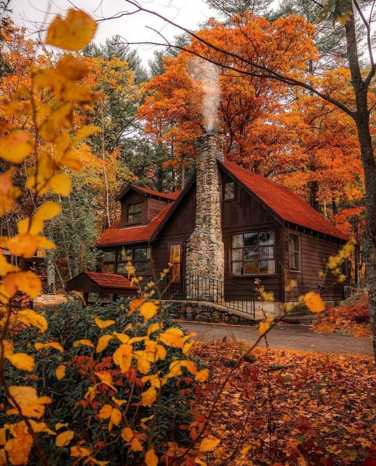 stunning autumn trees 23