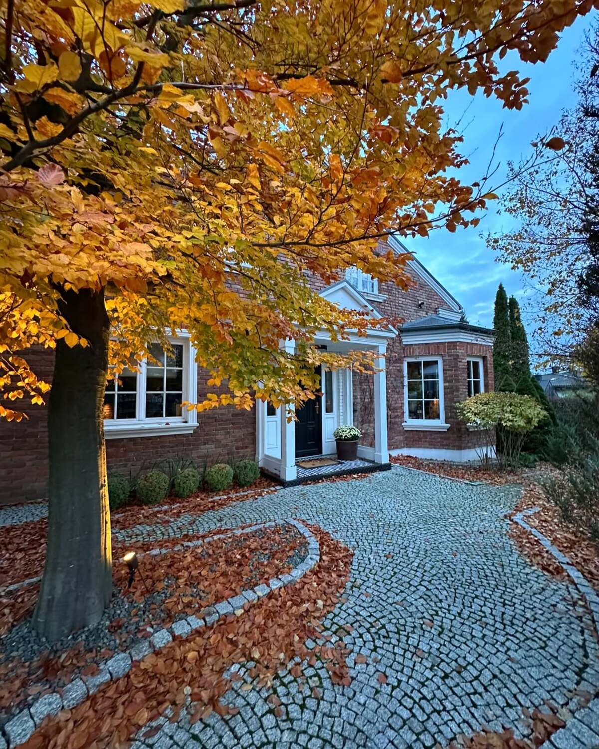 stunning autumn trees 3