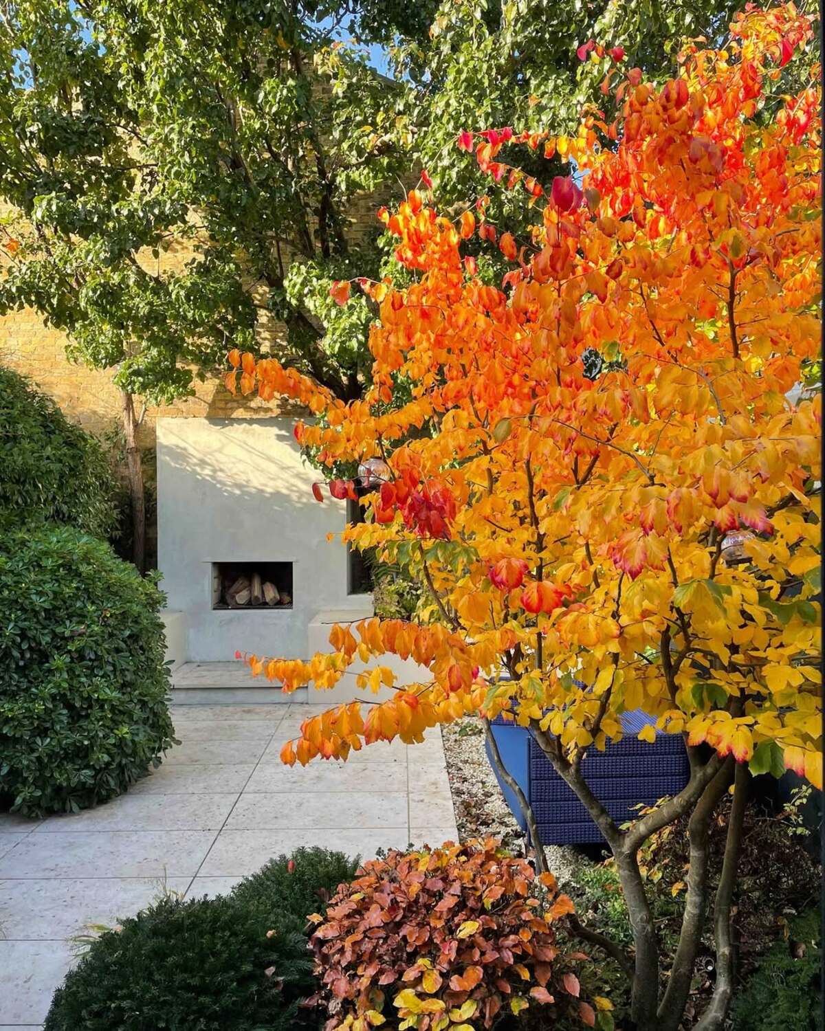 stunning autumn trees 4