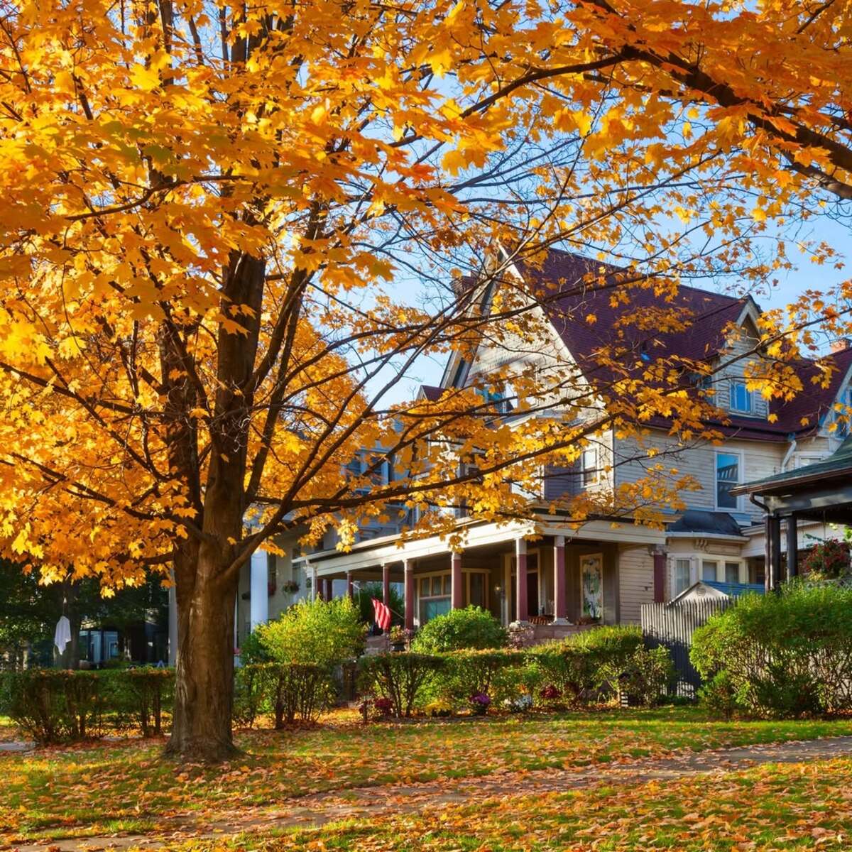 stunning autumn trees 8