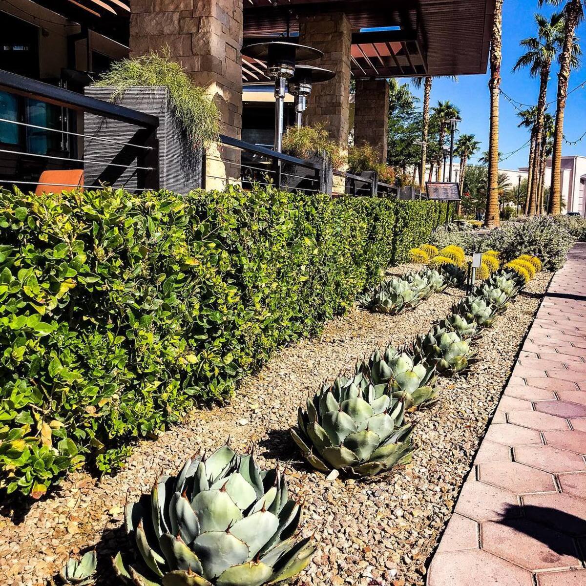 stunning desert landscaping ideas for front yard 18