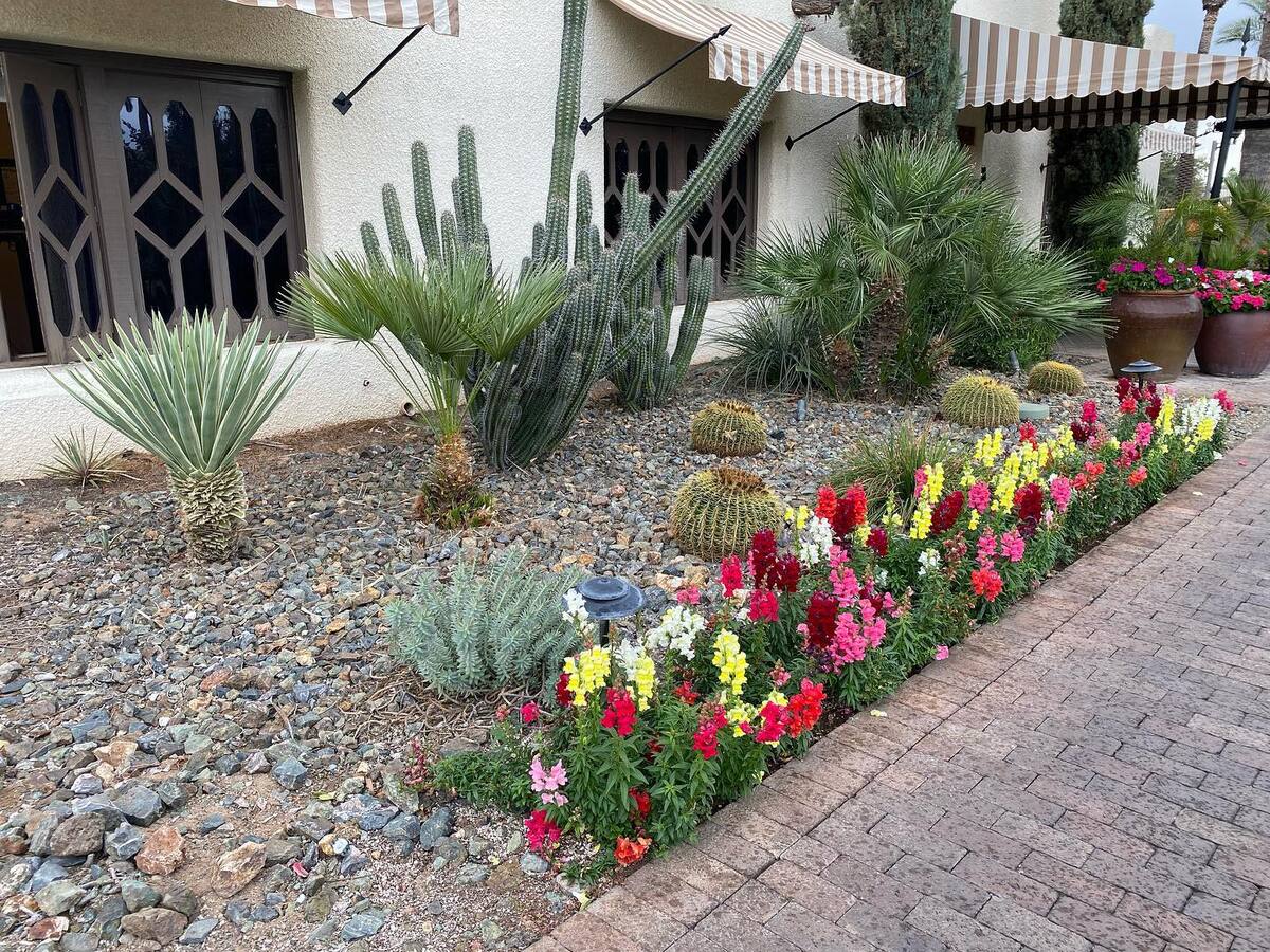 stunning desert landscaping ideas for front yard 9