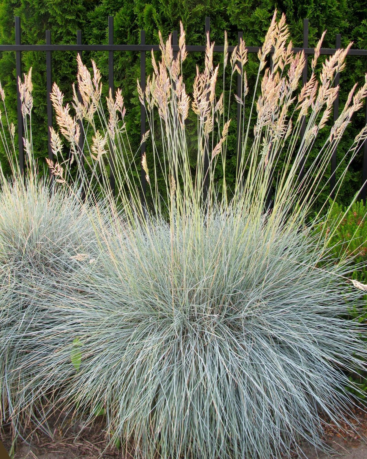 budget friendly landscaping borders 06