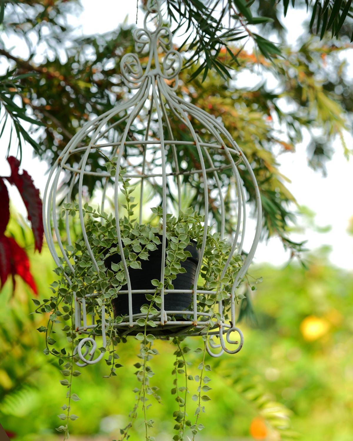 inexpensive ways to display plants 04