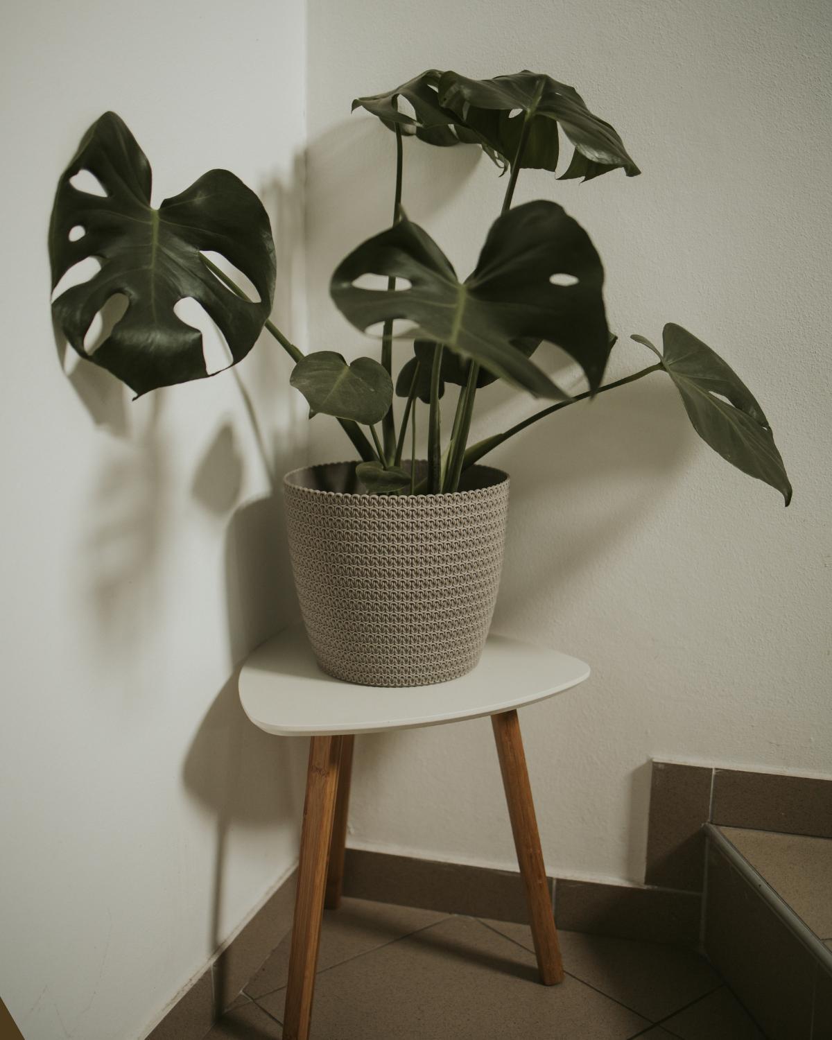 inexpensive ways to display plants 09