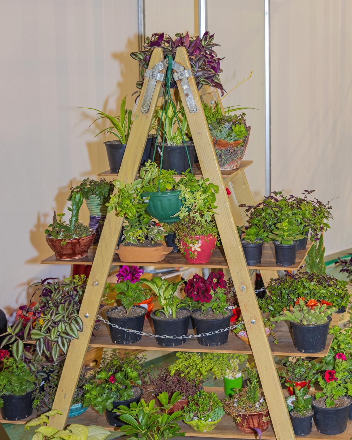 inexpensive ways to display plants 13