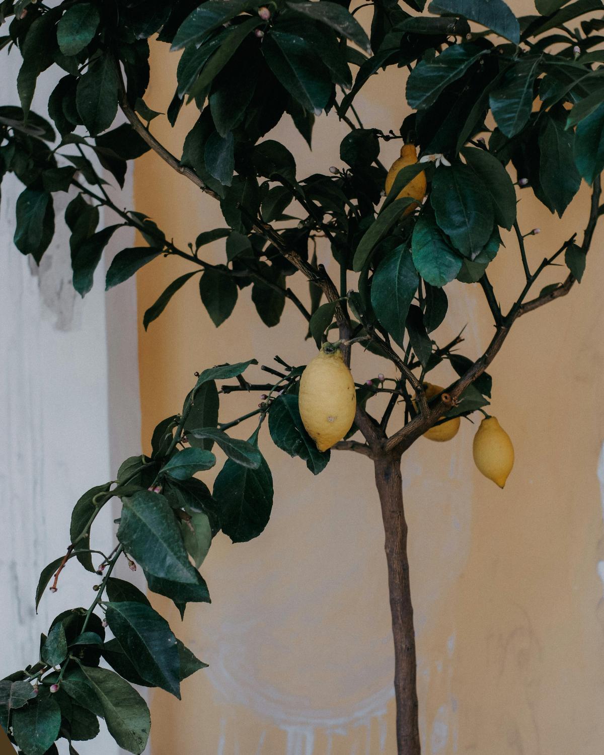 inexpensive ways to display plants 15