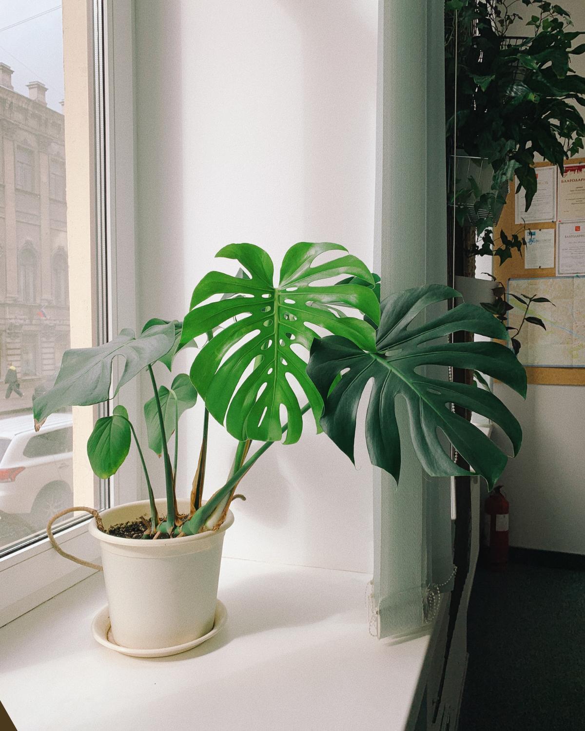 inexpensive ways to display plants 16