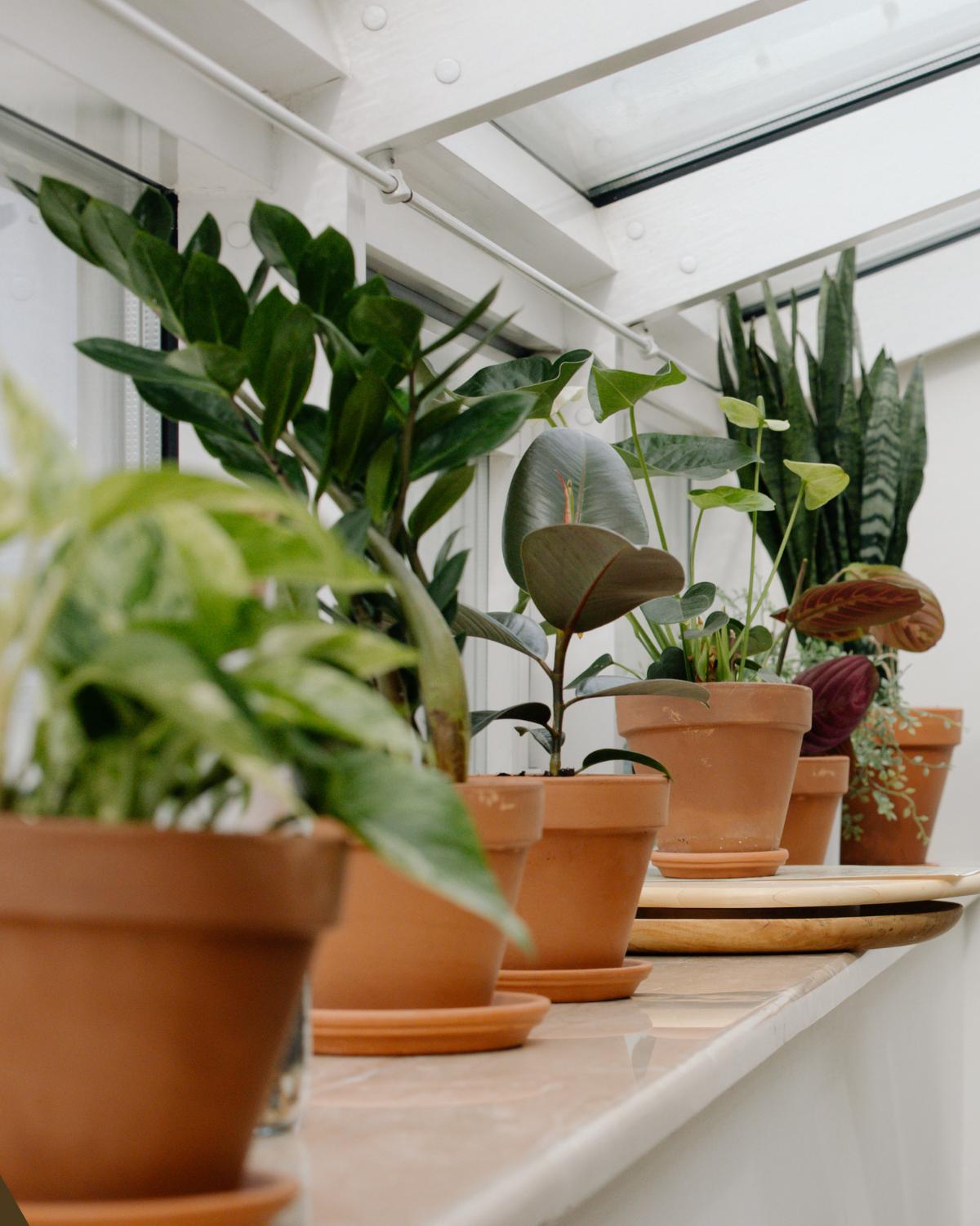 inexpensive ways to display plants 18