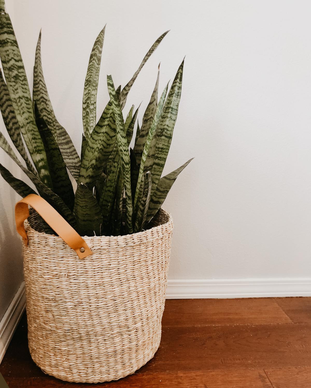inexpensive ways to display plants 21