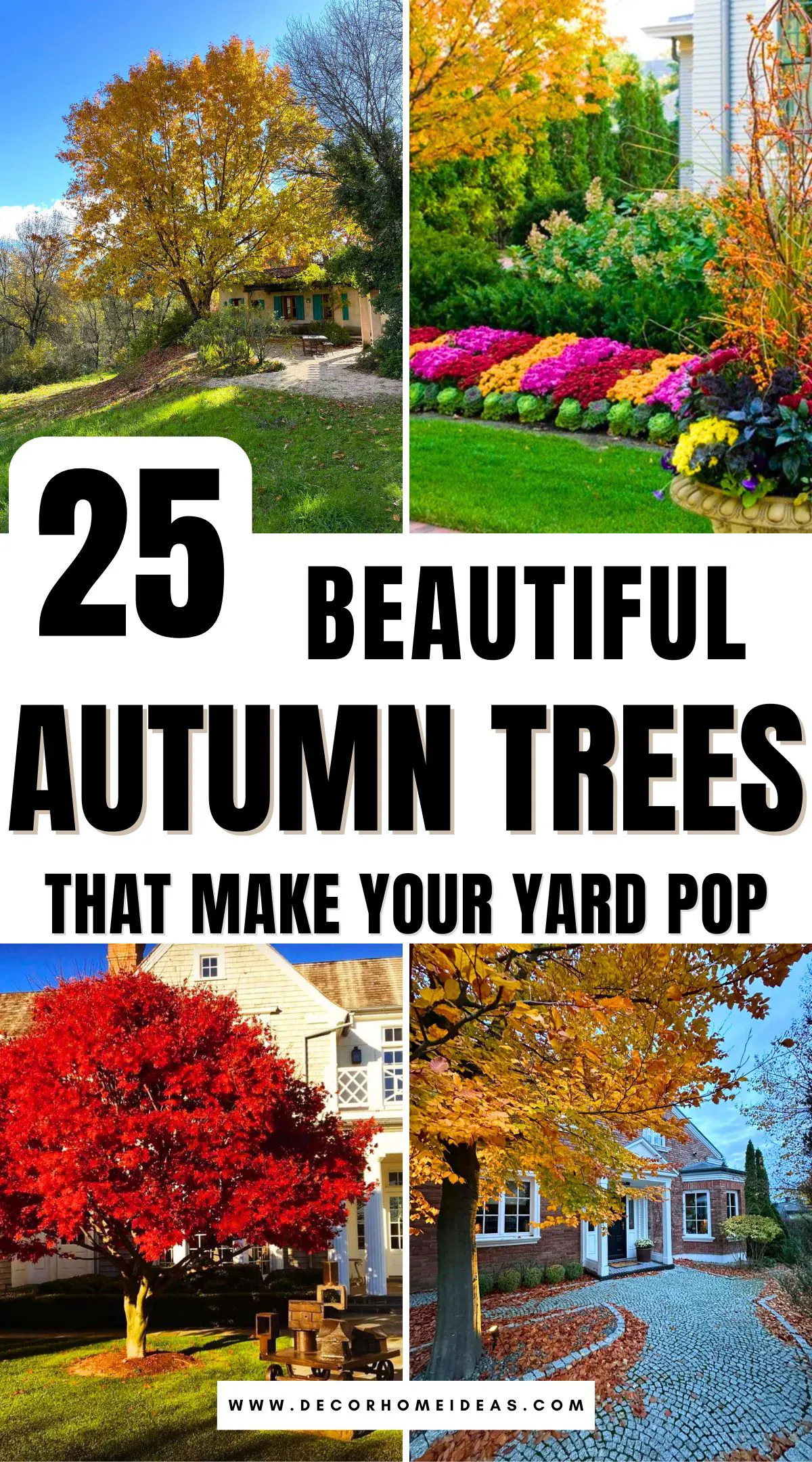 Looking to add a burst of color to your outdoor space this fall? These 25 stunning autumn trees offer rich reds, glowing golds, and fiery oranges that will breathe life into any landscape. Discover the perfect varieties to create a breathtaking view right in your own backyard. These ideas will have your neighbors stopping in awe!