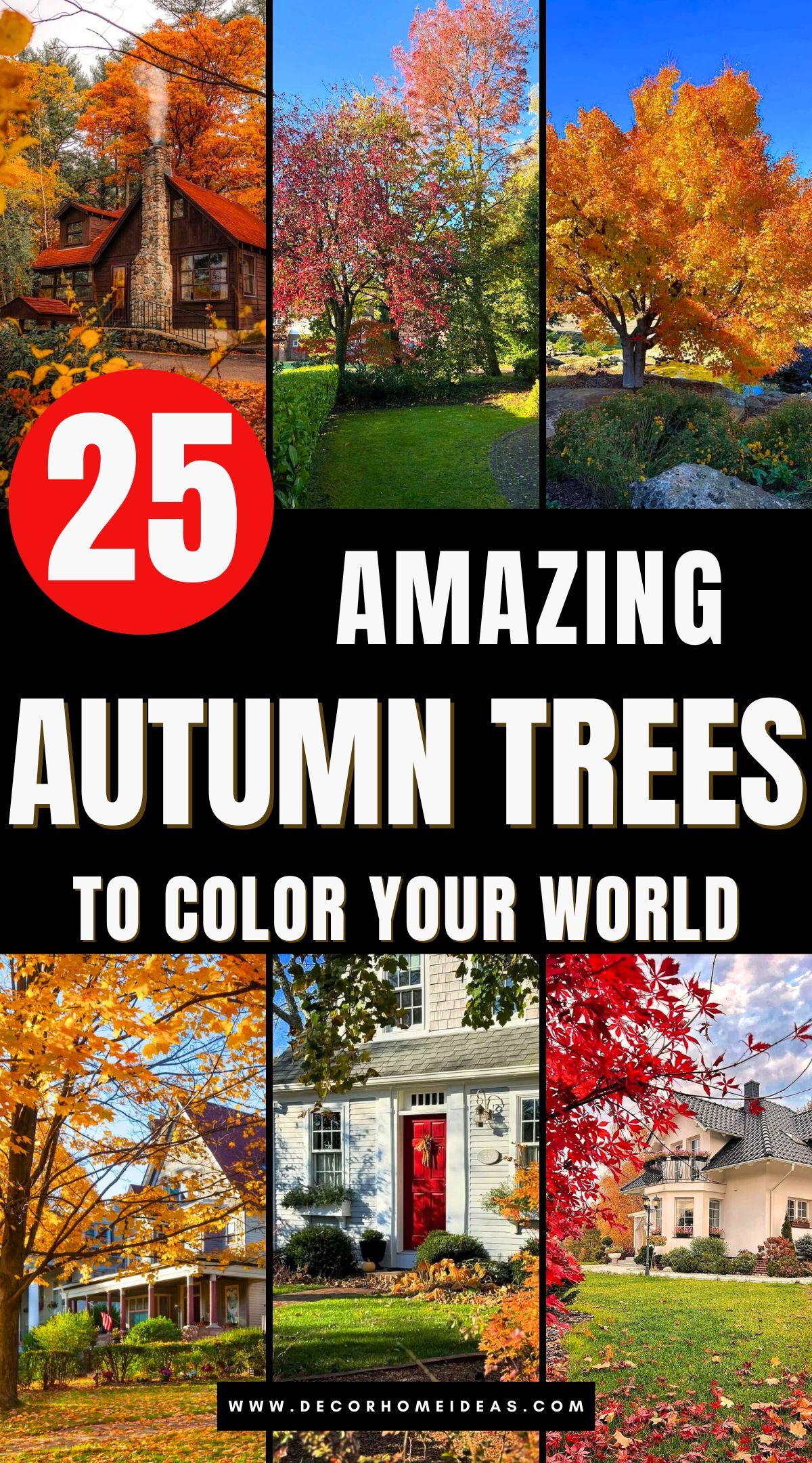 landscape with autumn trees 3