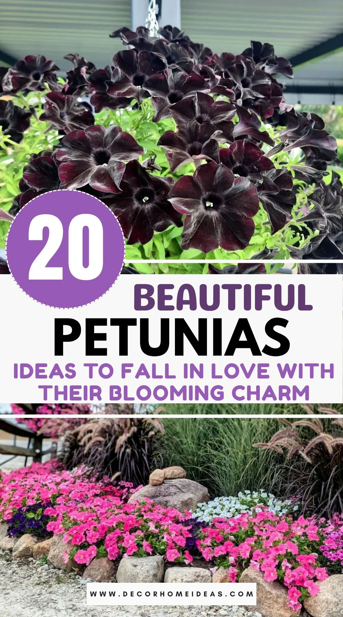 Discover 20 inspiring ways to fully appreciate the beauty of petunias, from unique display ideas to surprising facts about their colors and care. This guide offers fresh perspectives that might change how you see these garden favorites forever.