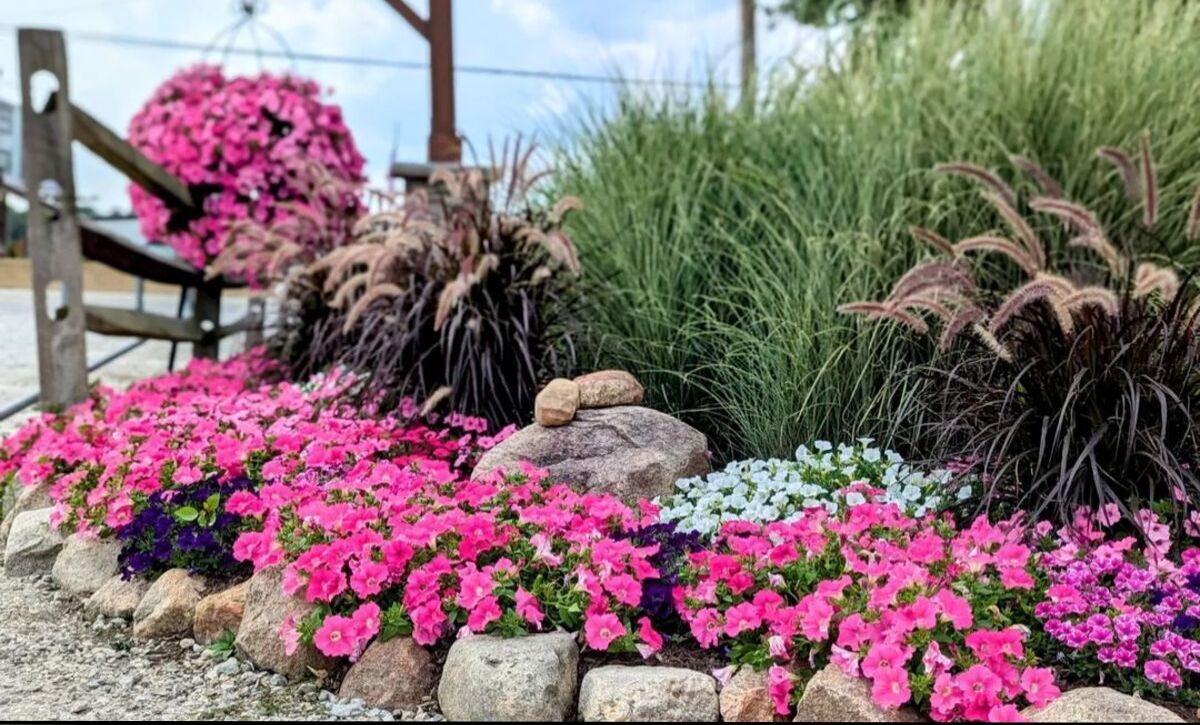 petunias layout ideas
