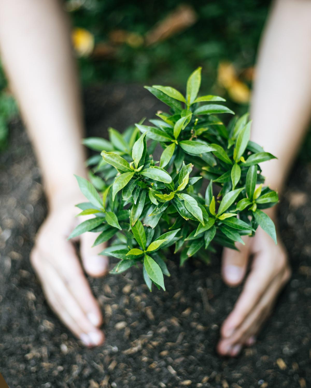 common landscaping mistakes and how to avoid them 03