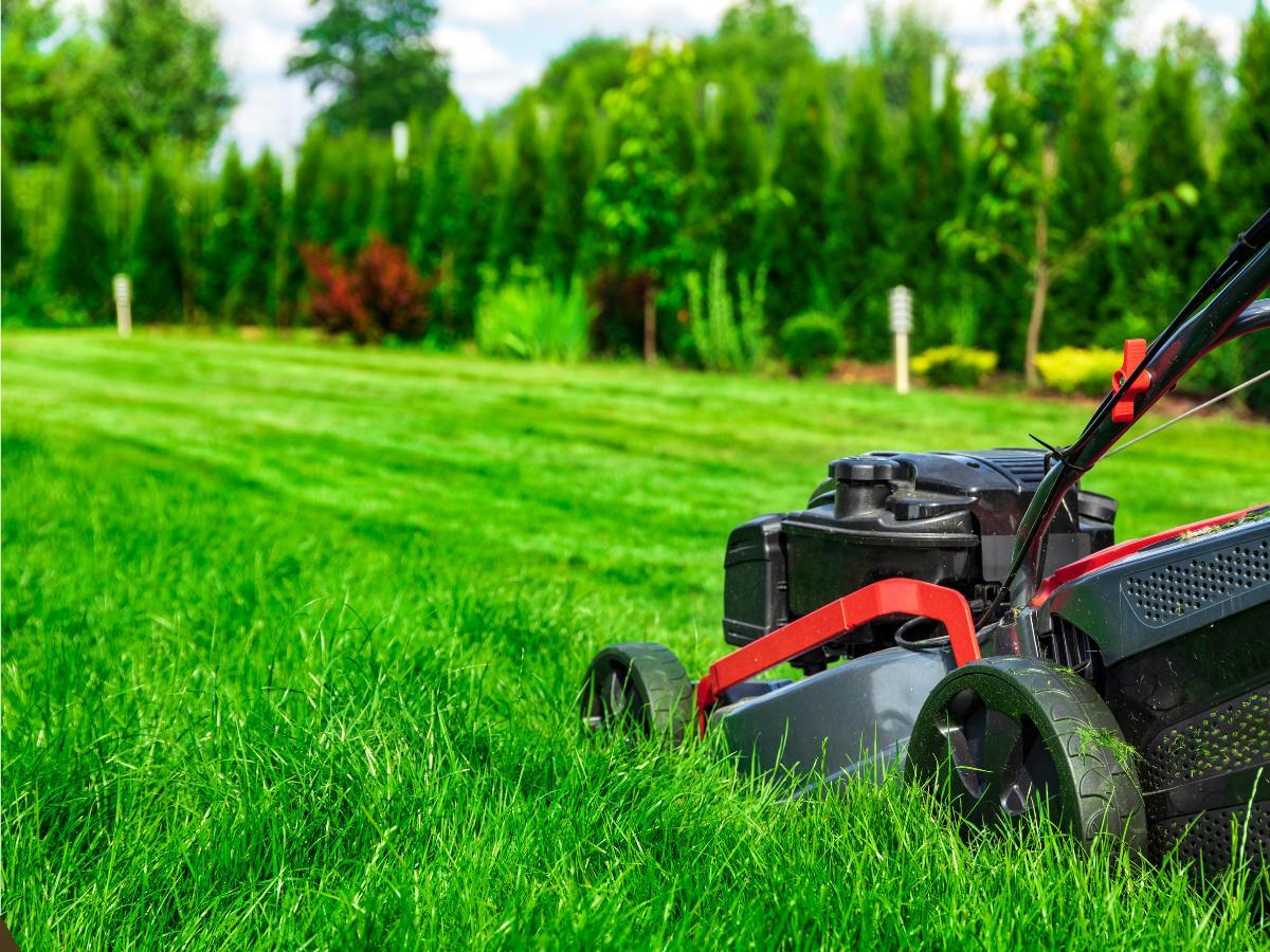 common landscaping mistakes and how to avoid them 04