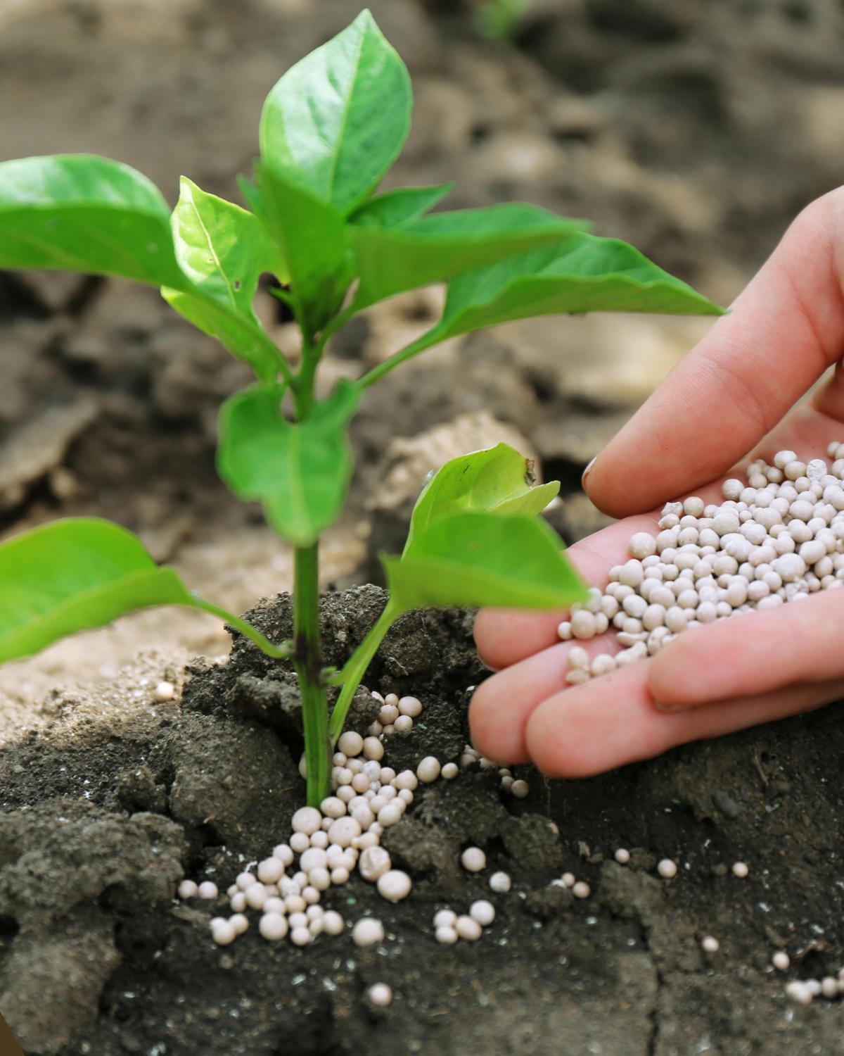 common landscaping mistakes and how to avoid them 16