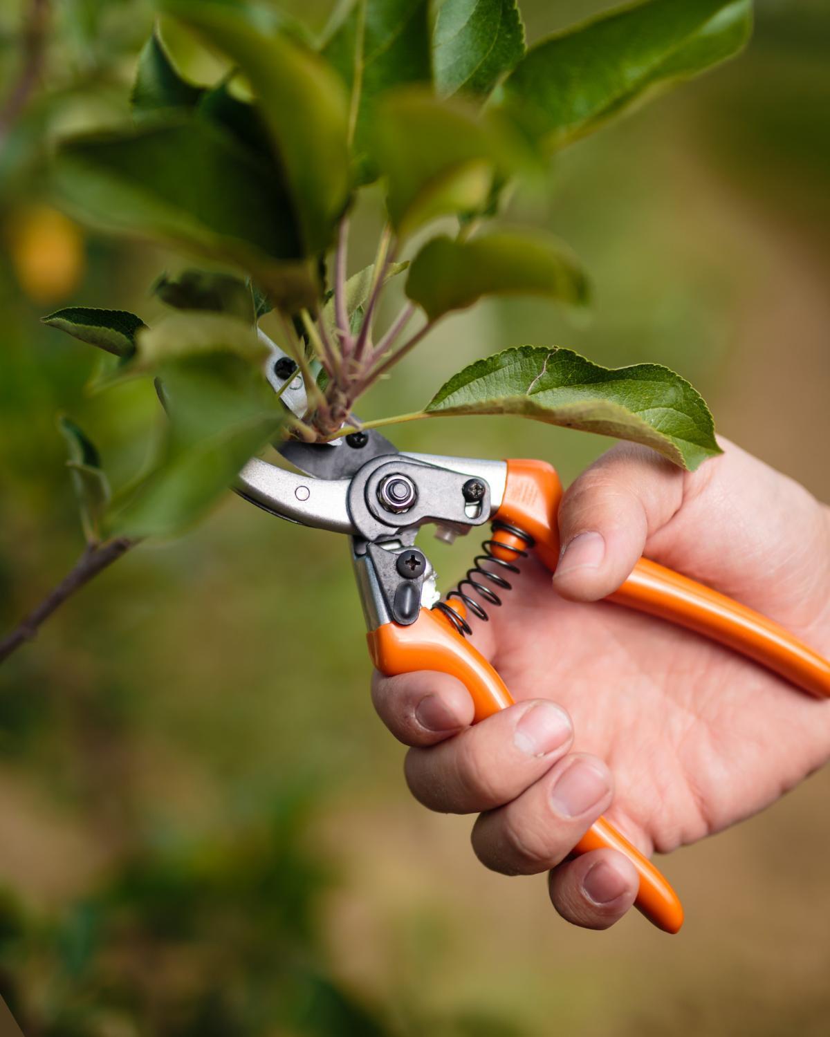 common landscaping mistakes and how to avoid them 19